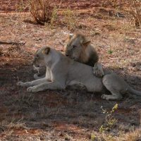 Lions cuddle