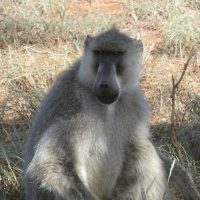 Baboon