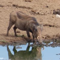 Warthog
