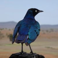 Superb Starling