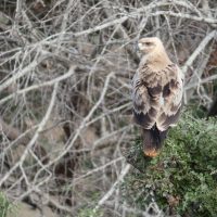 Tawny Eagle
