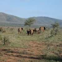 Elephant Goodbyes More Kenya