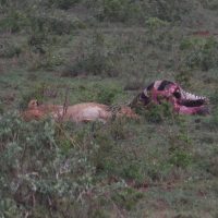 Lion Kill Zebra