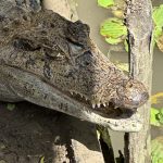 Peru Amazon Alligator 2
