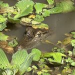 Peru Amazon Alligator 1