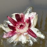 Peru, Amazon Lily Pads 2