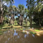 Peru, Amazon Lilly Pads 1