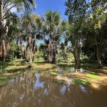 Peru, Amazon Lilly Pads 1