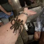 Peru, Amazon Tarantula Arm