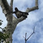 Peru, Amazon Sloth 1