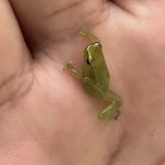 Peru, Amazon Frog Baby