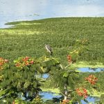 Peru, Amazon Iquitos 2