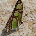 Peru, Amazon Lodge 3