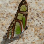 Peru, Amazon Lodge 3