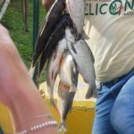 Peru Amazon River Fish