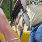 Peru Amazon River Fish