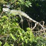 Peru, Amazon Iguana