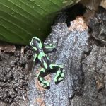 Cruise Green Frog