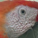 Cruise Macaw