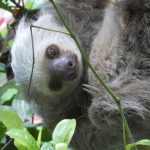 Cruise Sloth
