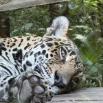 Cruise Jaguar
