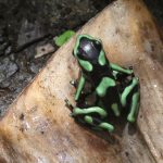 Cruise Green frog