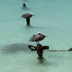 Cruise Aruba Pelicans