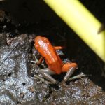 Cruise Orange Frog