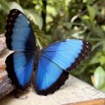 Butterfly Blue 2