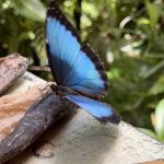 Butterfly Blue 1
